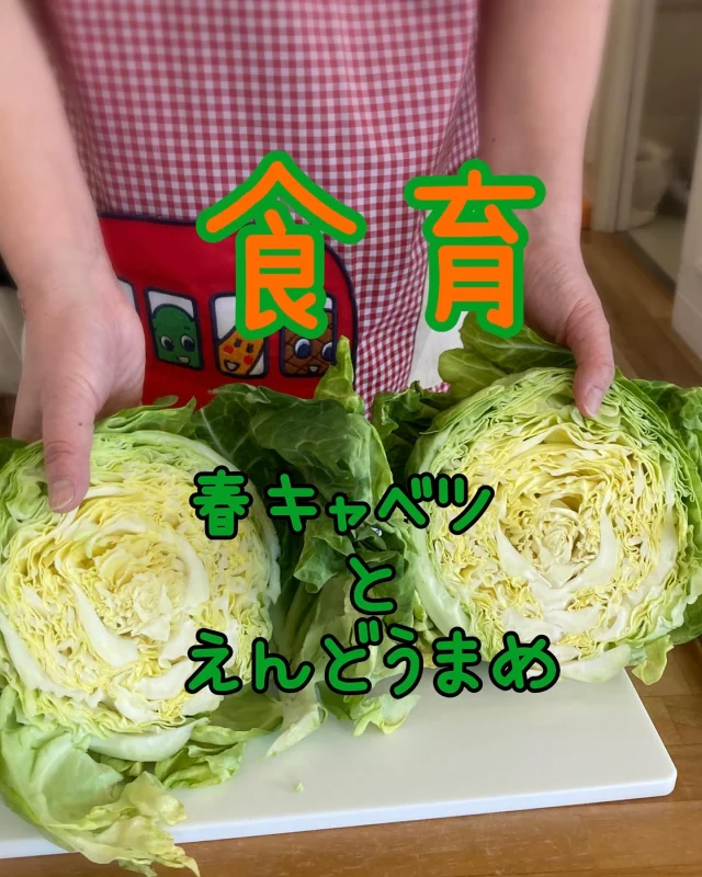 今年度初めての食育活動をしました🎵
春キャベツをちぎったり、さやえんどうの皮剥きをしたりしました🫛！！
大きなキャベツを目の前にして、少しビックリしたり、さやえんどうの皮がポキっといい音がなって嬉しくなったりしていました🥰❣️  みんなでちぎったキャベツはスープになり、さやえんどうは豆ごはんおにぎりになりました💕
今年度も色々な食材に触れていきたいと思います✌️  #神戸オリーブ保育園 #小規模保育園#オリーブグループ #神戸市中央区  #保育園