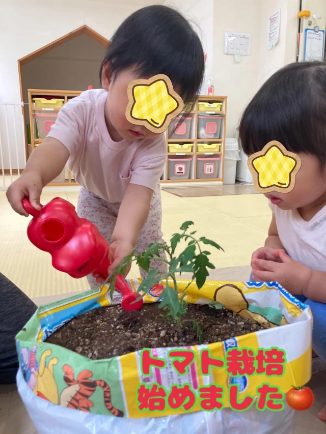 トマト栽培を始めました🍅✨
これから毎日お世話をしていこうね！  限られた環境でできることをしています😃  #園児募集中
#神戸市中央区
#元町#兵庫県庁前
#0歳児#1歳児#2歳児
#夏野菜#ミニトマト#県警前
#企業主導型保育園 
#手ぶら#紙おむつ支給