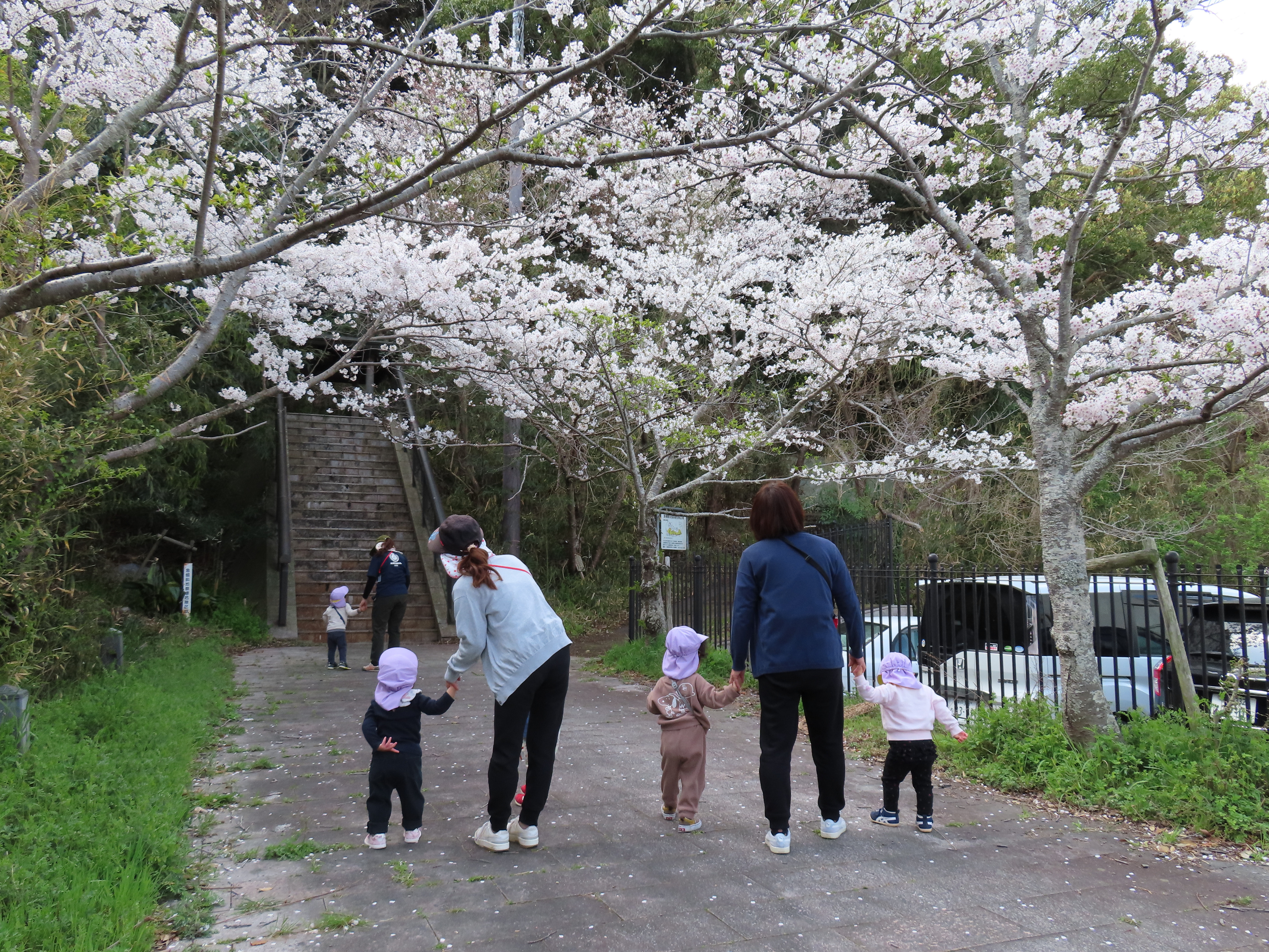 桜2 桜2